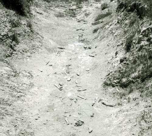 Gully, Bones, Pt. Lobos