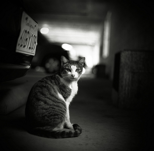 Gypsy