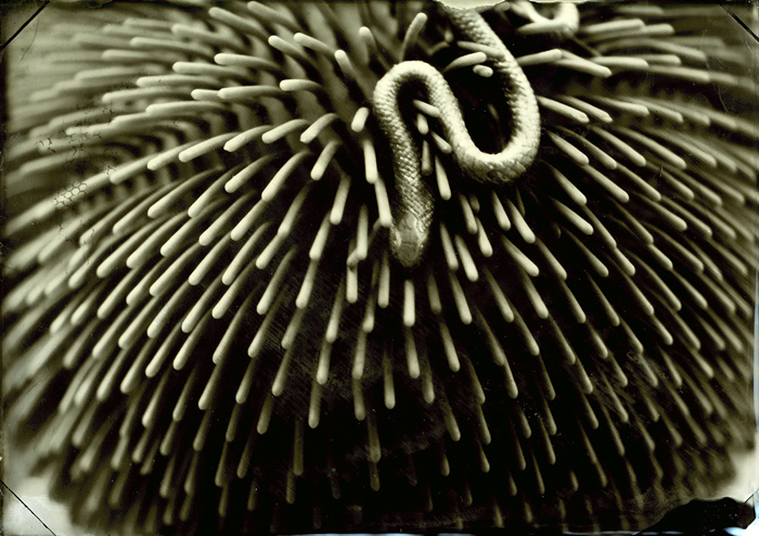 Hairy Snake