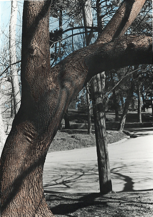 Hand-colored tree