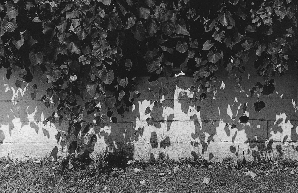 Hanging Ivy