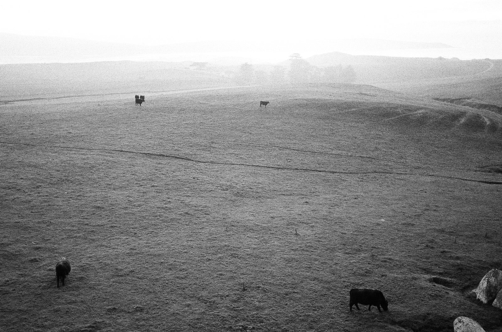 Happy Cows