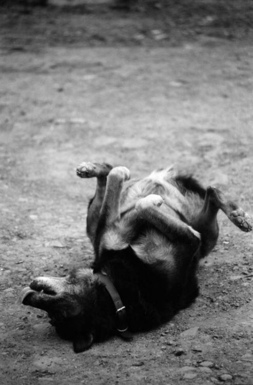 Happy Dog