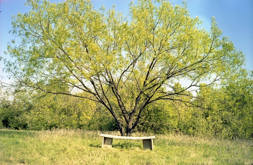 Happy Mesquite
