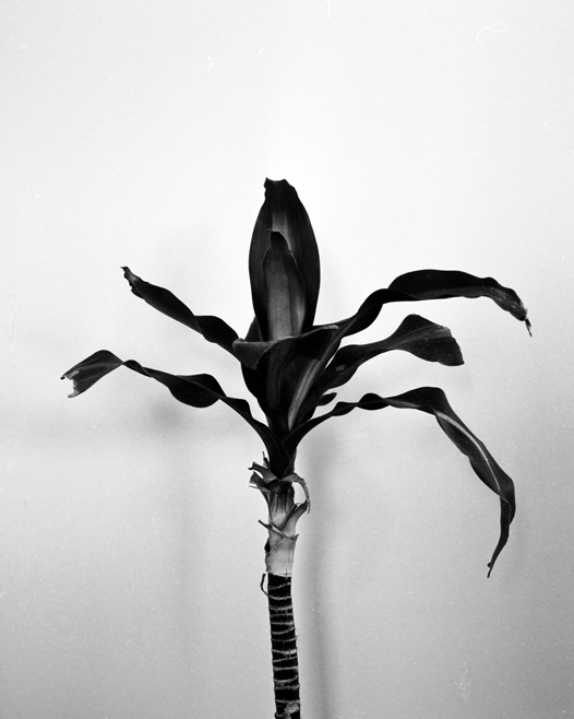 Happy Plant