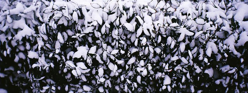 Harshest Winter in 65 Years