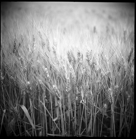 Harvest, France 2010