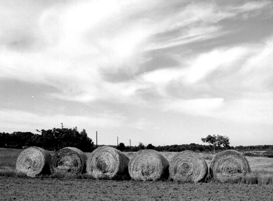 Harvest Time