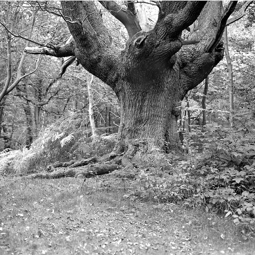 Hasselblad in the woods