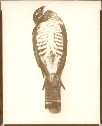 Hawk (front) - Gum Bichromate