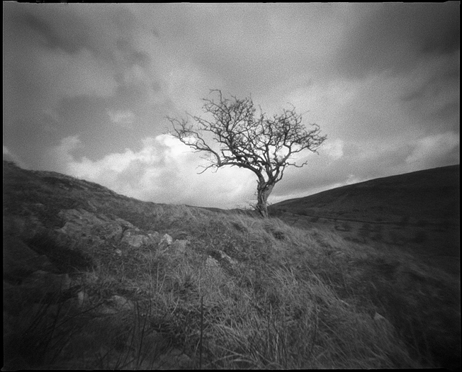 Hawthorn