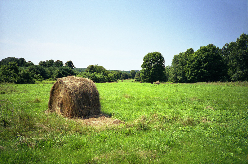hay