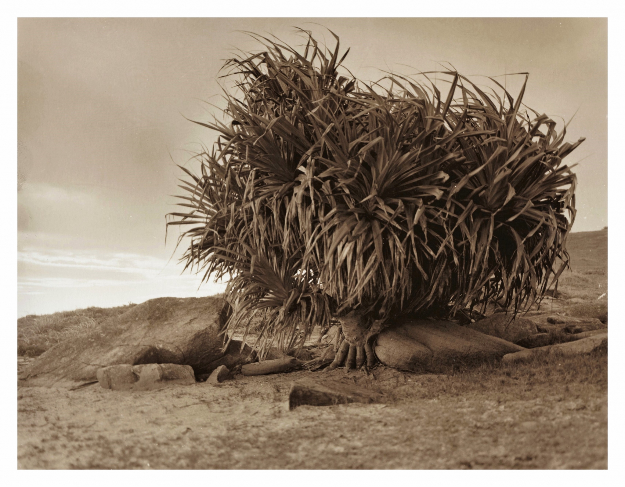 Headland Tree in Sepia