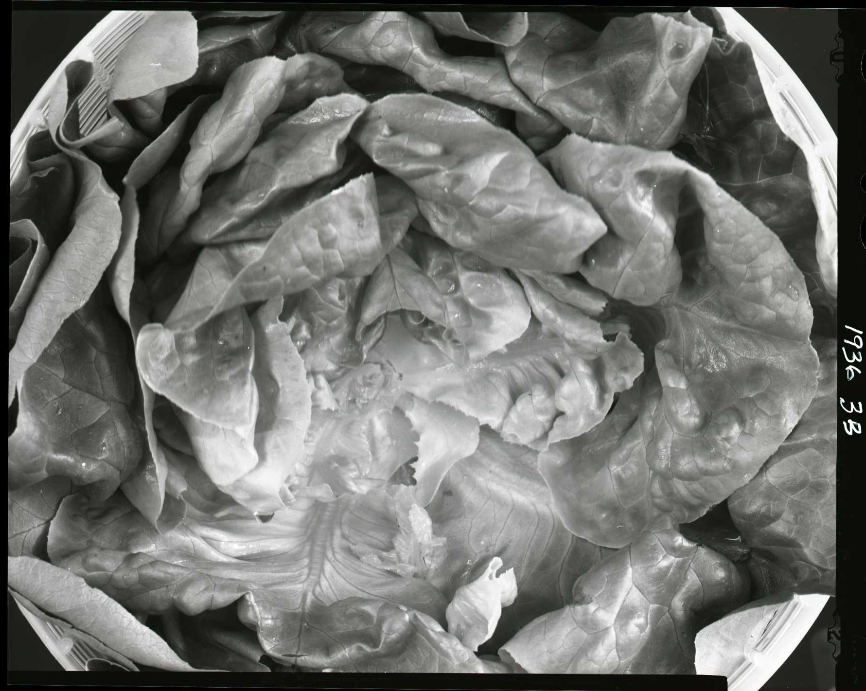 Heart of lettuce