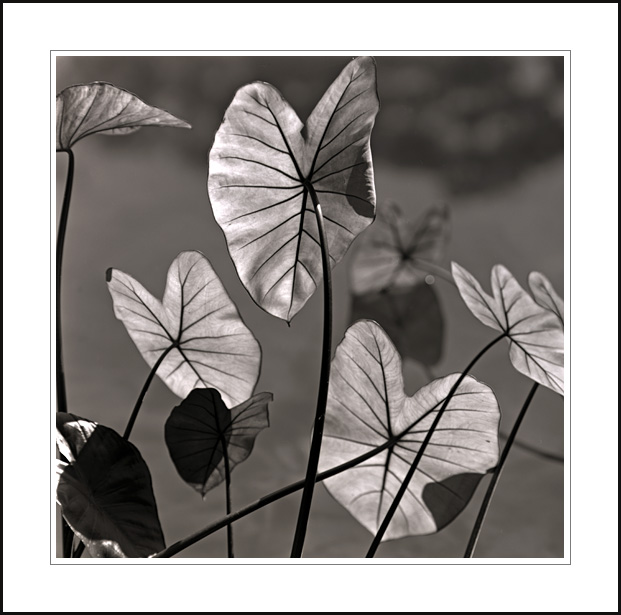 Hearts & Veins