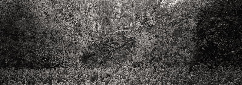Hedgerow