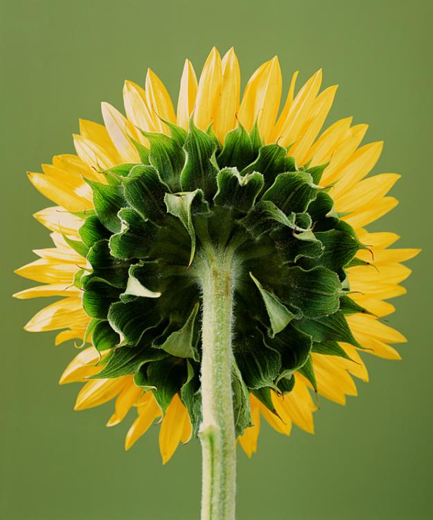 Helianthus