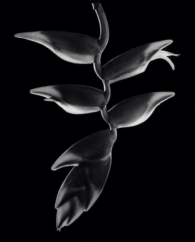 Heliconia rostrata
