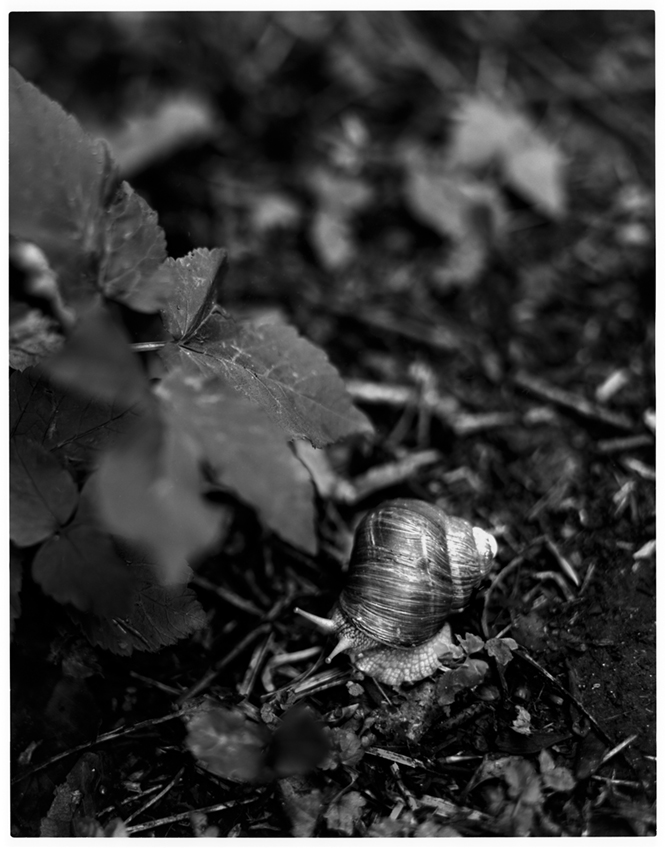 Helix Pomatia