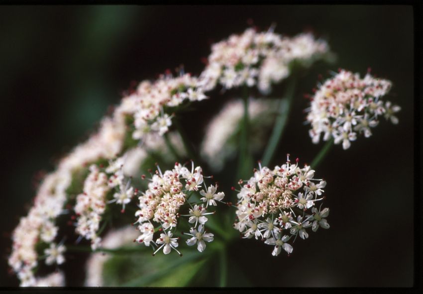 Hemlock Water Dropwort