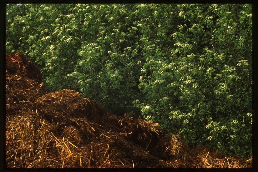 Hemlock.