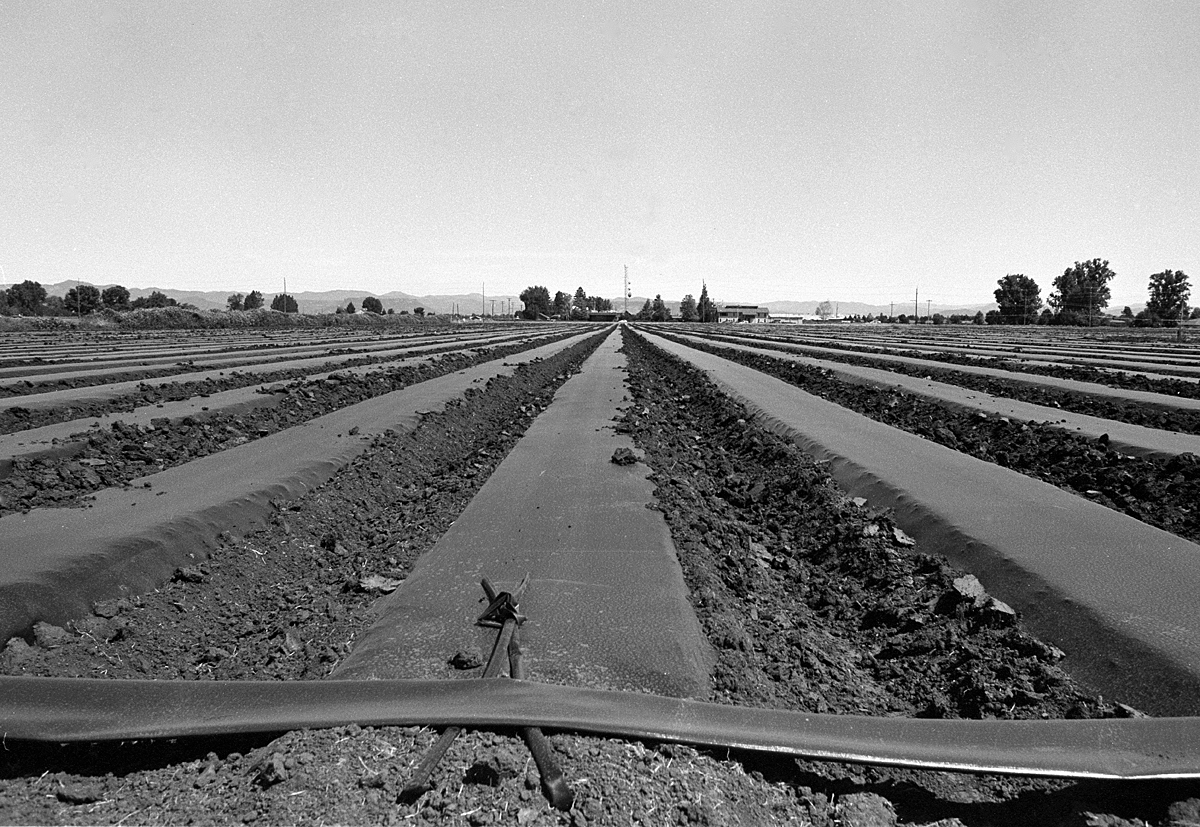 Hemp Field
