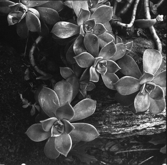 Hens And Chicks (Arista EDU.Ultra 100 pushed 400)