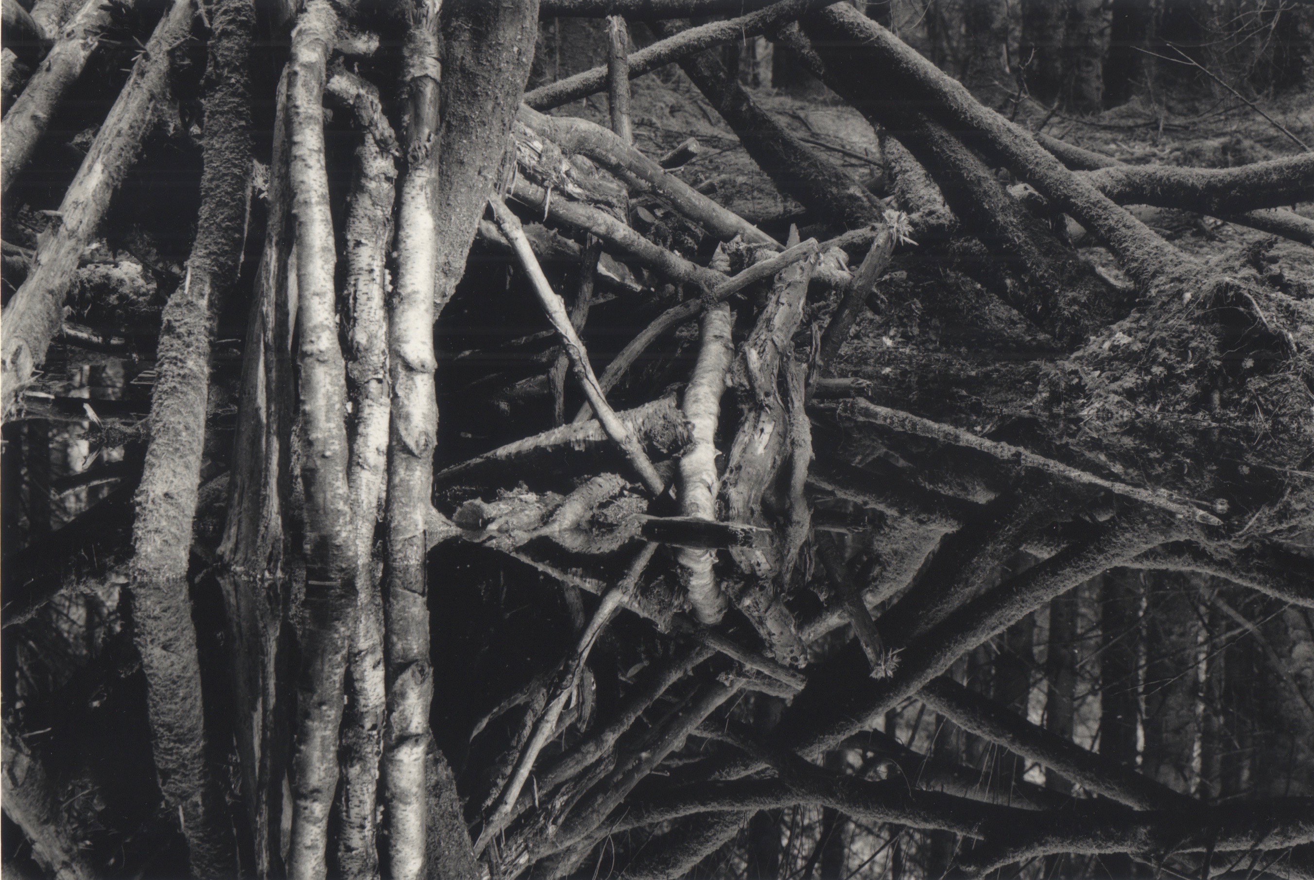 Hensol woods