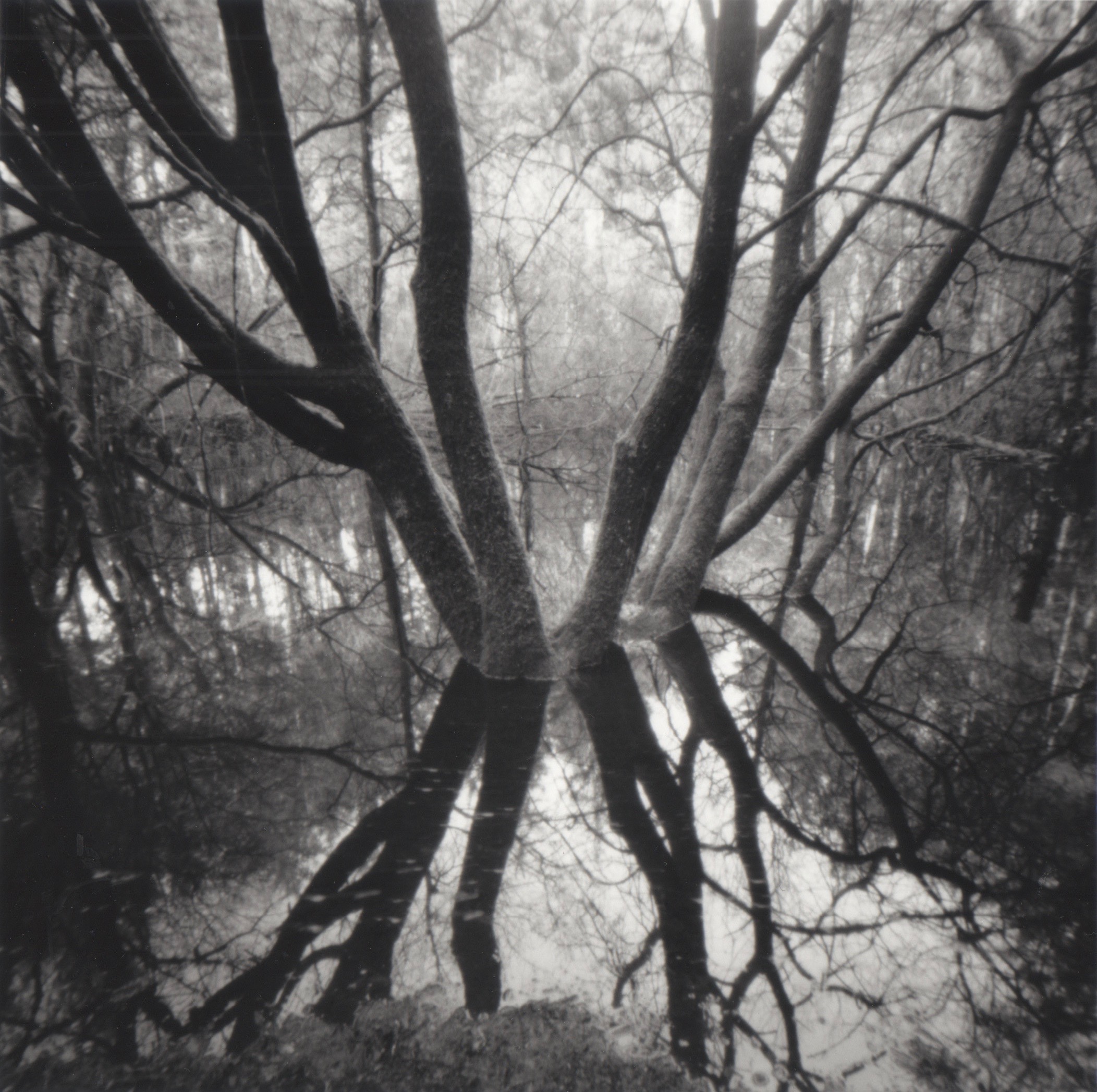 Hensol woods