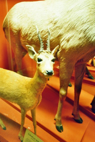 Herbivores - Natural History Museum