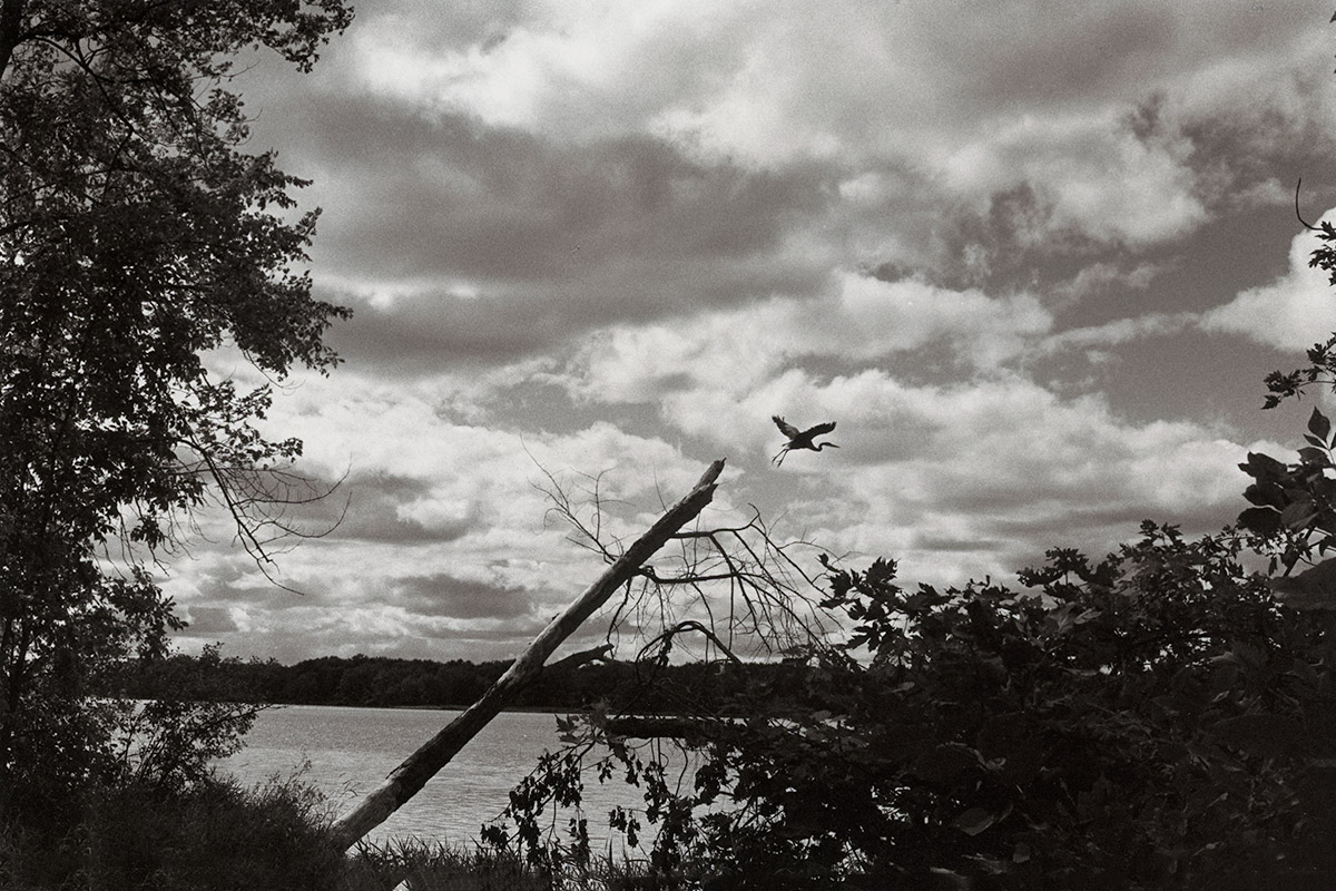 Heron