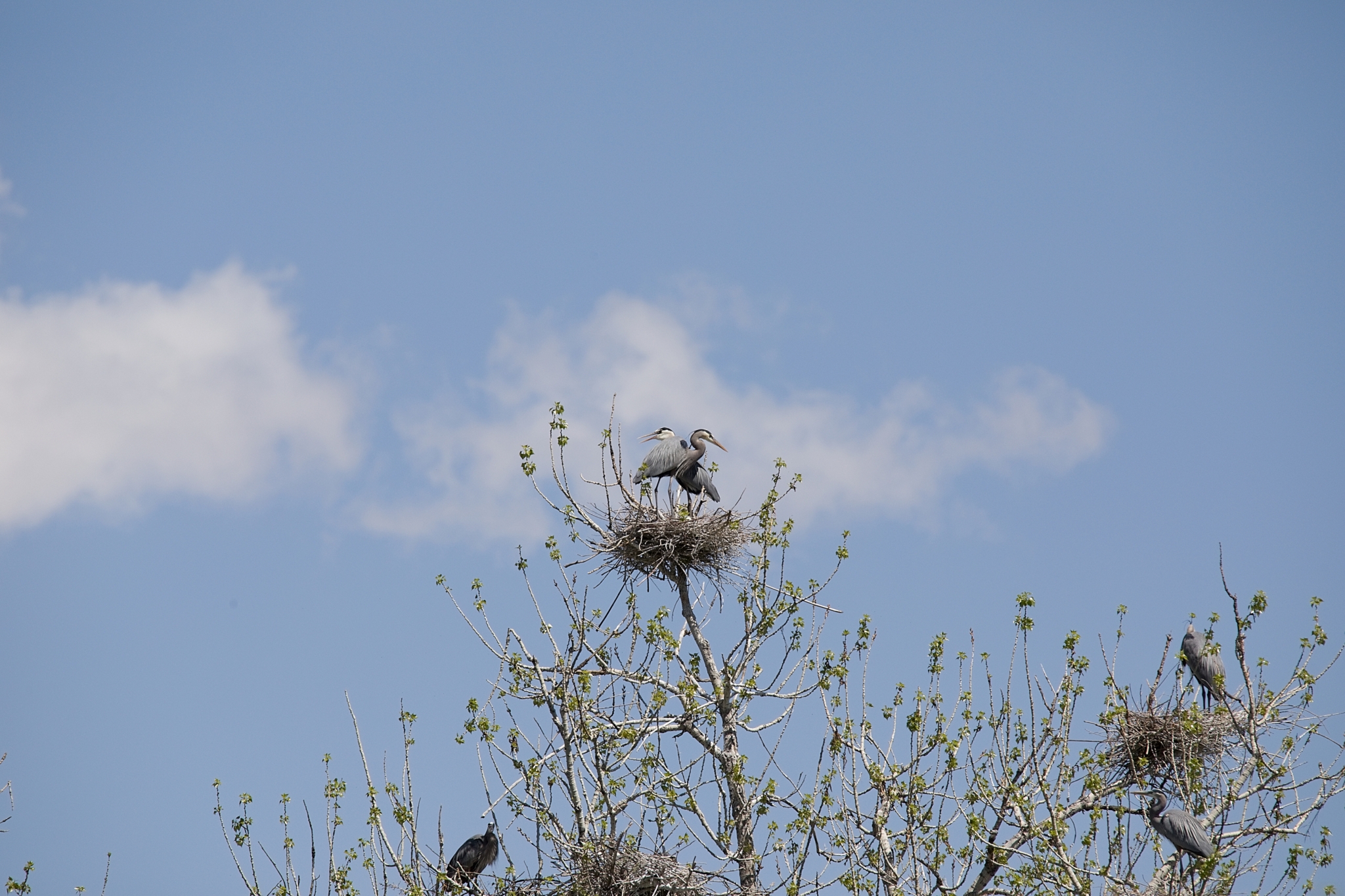 Heron2