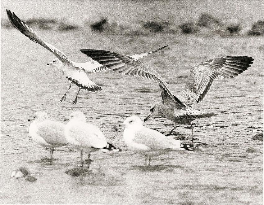 Herring and Ring billed