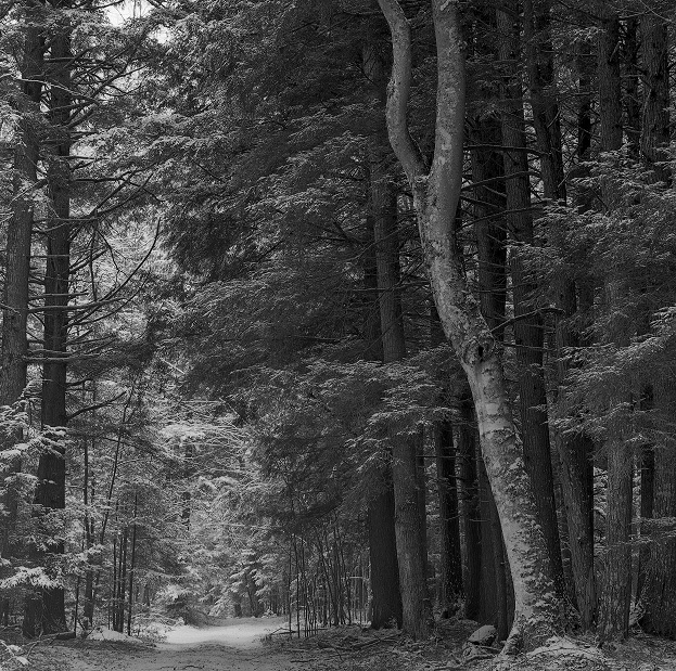 Hiawatha National Forest