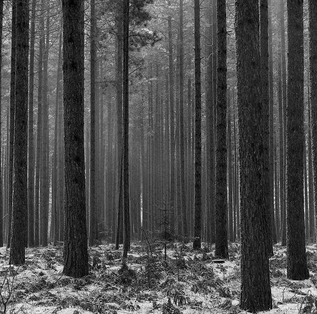 Hiawatha National Forest