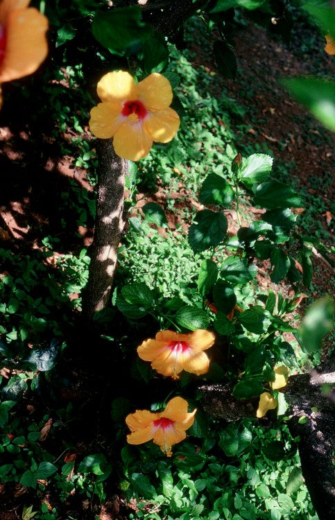 Hibiscus orange