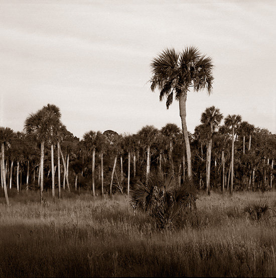 Hickory Mound 12