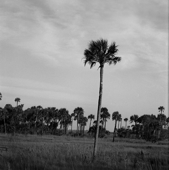 Hickory Mound 2