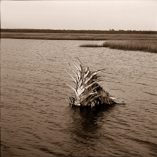 Hickory Mound 8