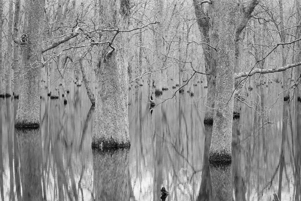 Hidden Pond