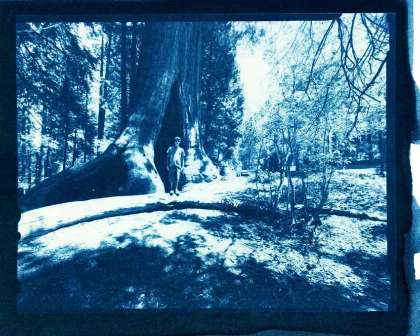 High Contrast - Cyanotype