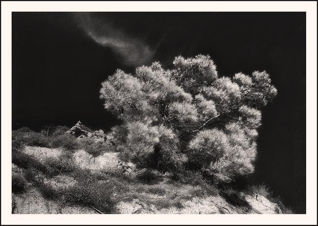 High Pine
