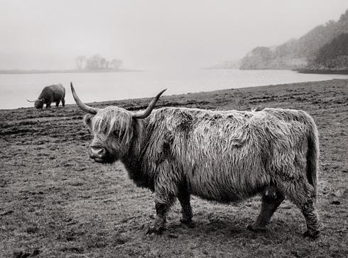 Highland Bovine