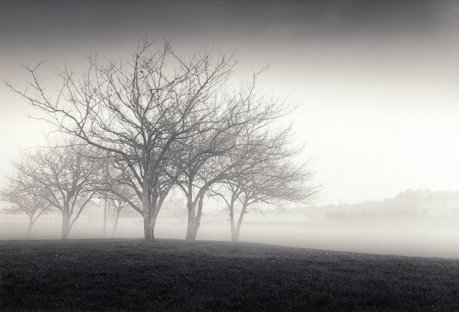 Hillside Trees