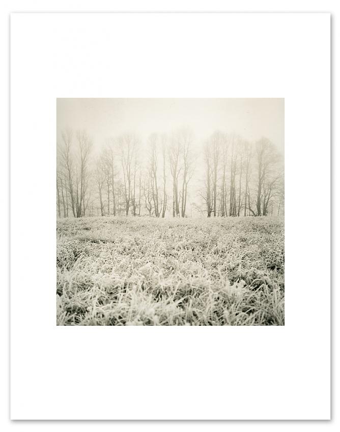 Hoar Frost, Ontario 2008
