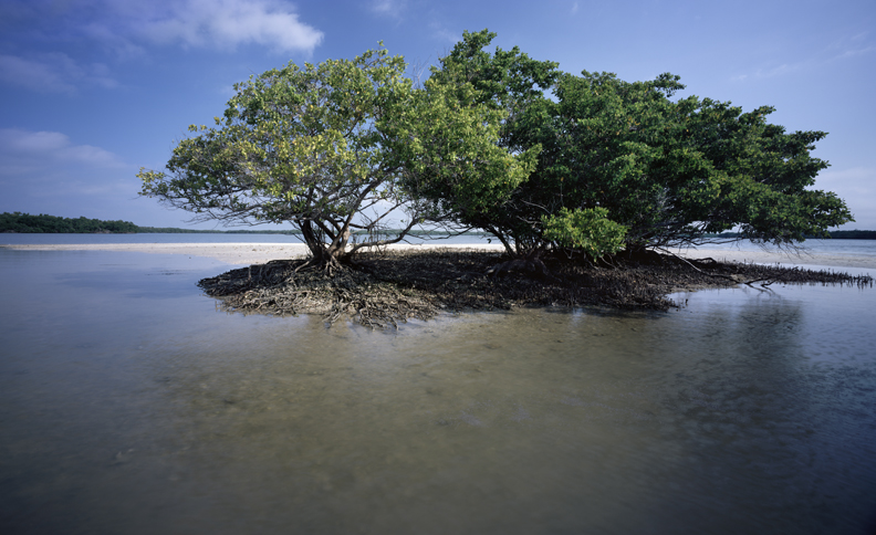 Hog Key #1