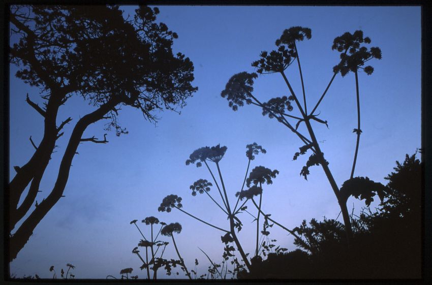 Hogweed.