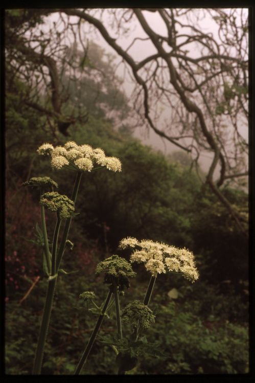 Hogweed.