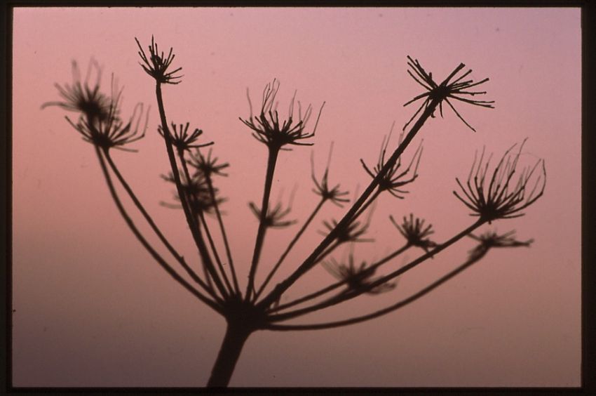Hogweed.