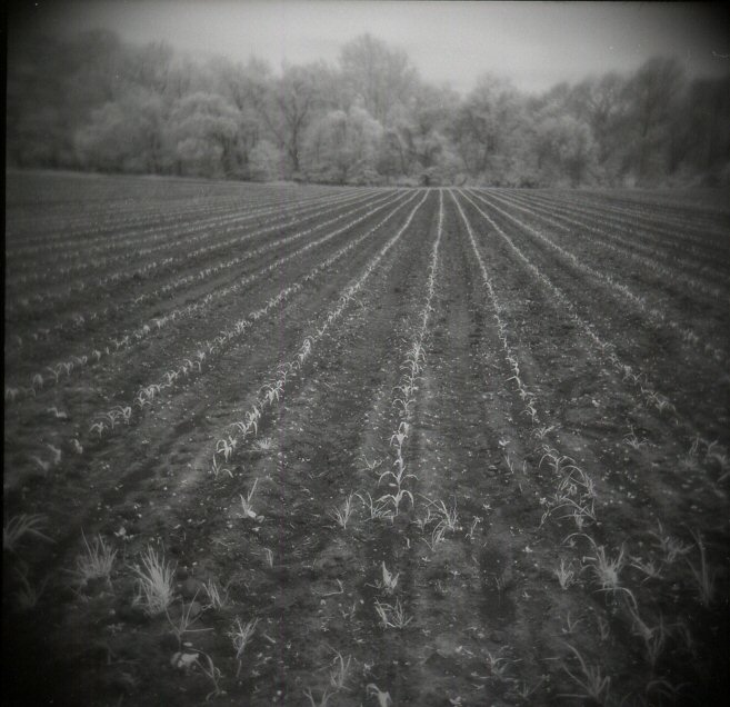Holga Pics At Ne Oh Gathering